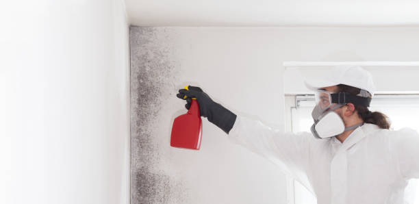 Best Black Mold Removal  in East Bernard, TX