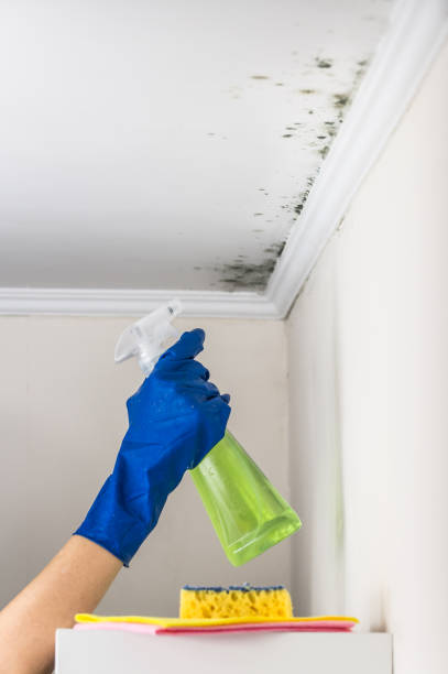 Home Mold Removal in East Bernard, TX
