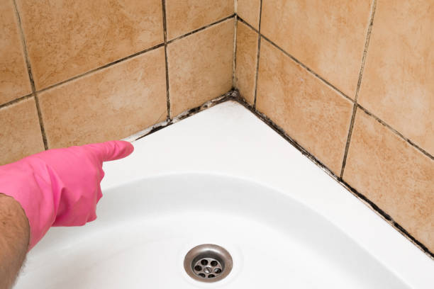 Certified Mold Removal in East Bernard, TX